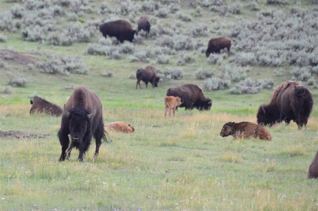 Lamar Valley bison (21)