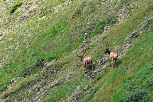 No - those horns don't make your butt look big