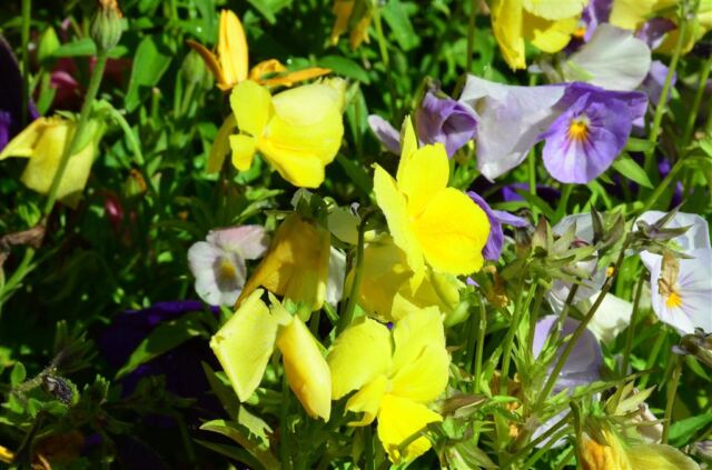 Rustic Inn - flowers (8)