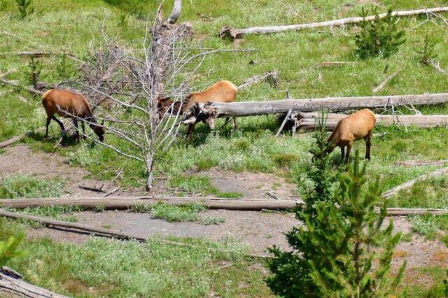 Yellowstone elk