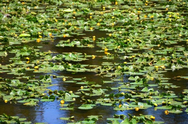 Lilypad pond (2)