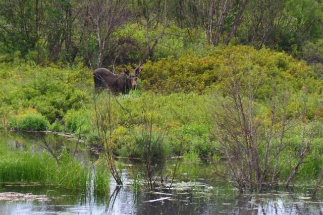 Moose (1)