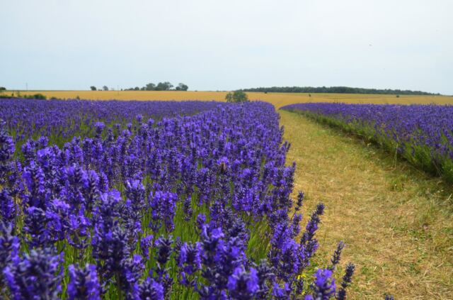 Cotswold Lavender - field views (03)