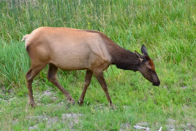 Elk Meadow - on the way to West Yellowstone (2)