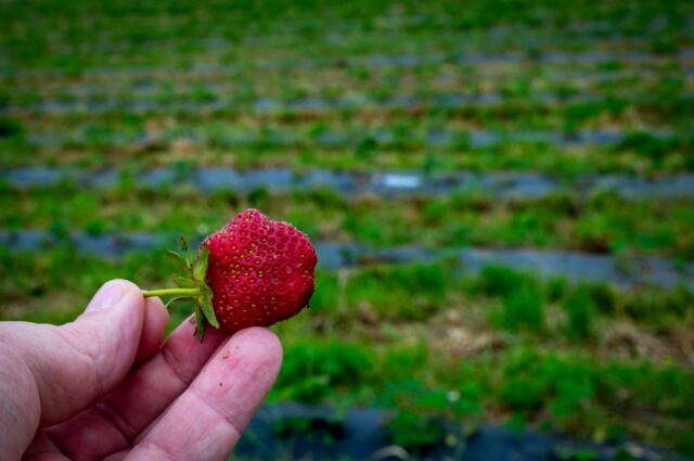 Great Country Farms - Strawberry Festival 3