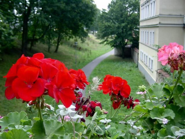 flowers-and-path