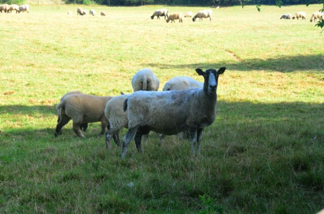 Sheep!
