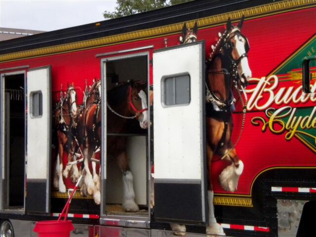 Clydesdales in their trailer