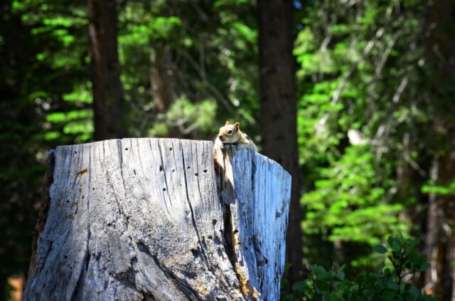 A watchful friend 01