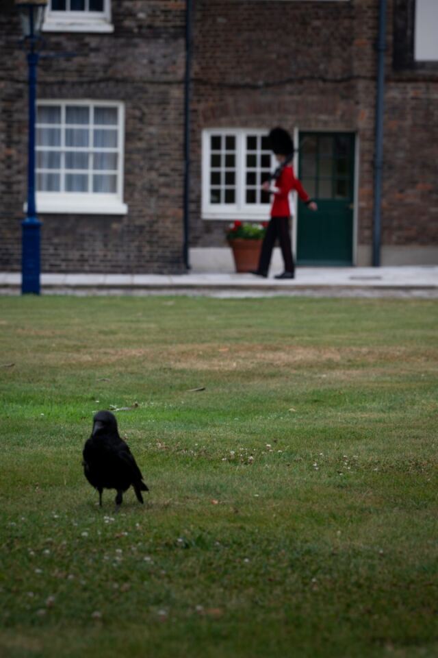 Tower of London raven 02