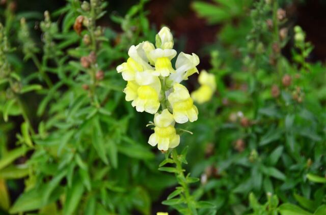 Rustic Inn - flowers (3)