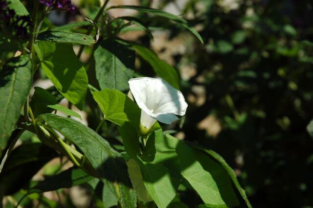 English flower