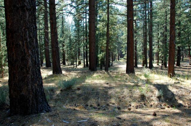 Pine needle carpeted forest