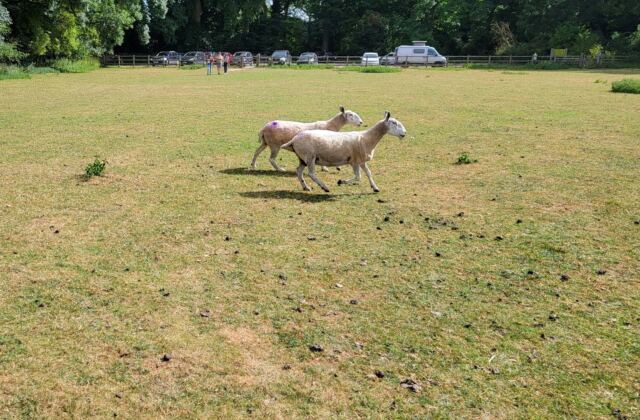 Dover's Hill sheep buddies (10)
