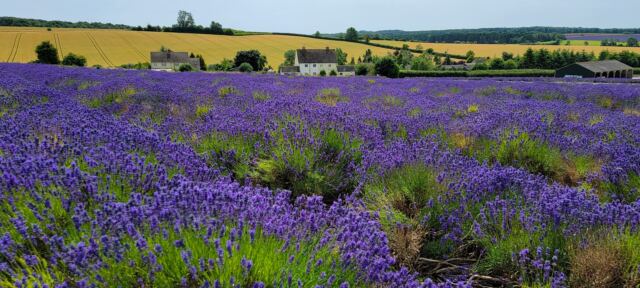Cotswold Lavender - field views (09)