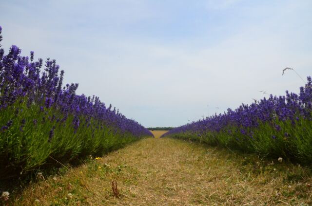 Cotswold Lavender - field views (04)