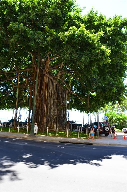 waikiki-banyan-tree-1-