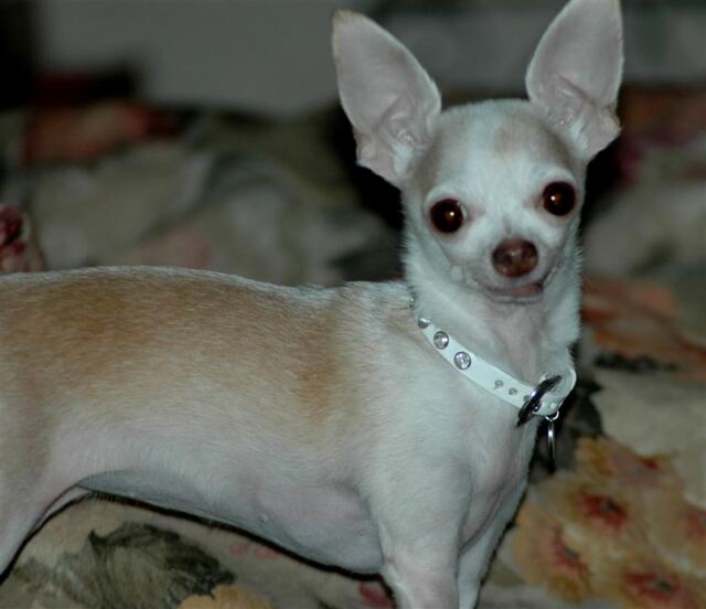 nina-poses-with-her-collar