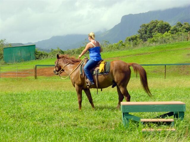 Testing the new horse