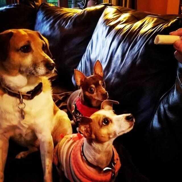 Cheesehounds