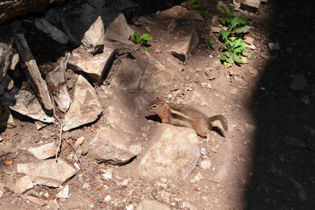 Chippy!