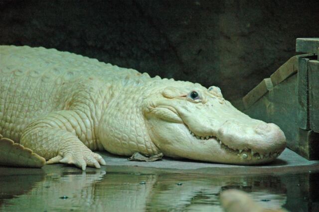 White gator