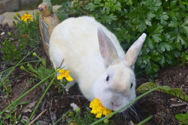 christian-grey-garden-bunny-7-