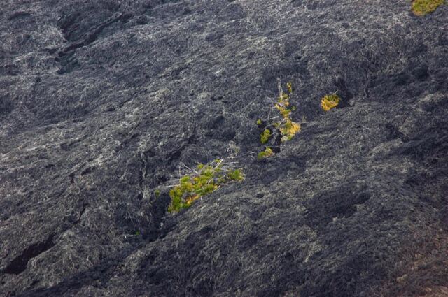 Island of trees amidst the lava