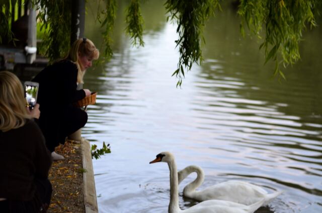 River Avon swans (1)