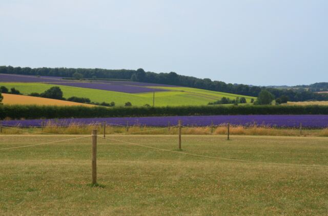 Cotswold Lavender - production fields (2)