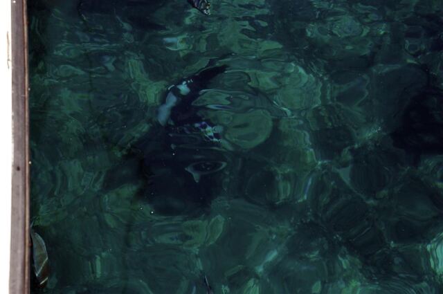 Diving Andrew (3)