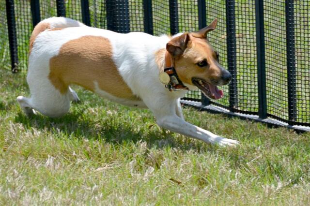 pippa-hard-corner