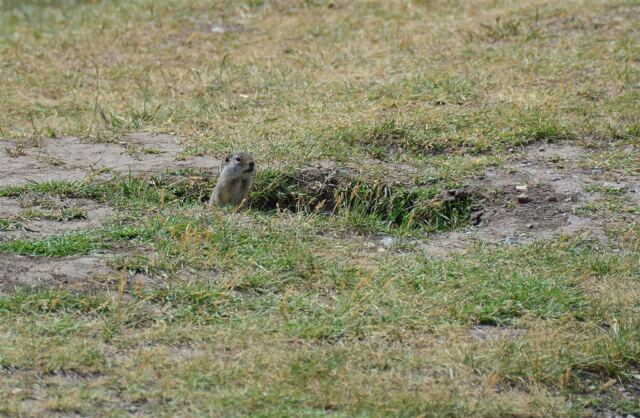 Ground squirrel (1)