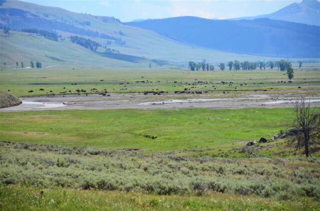 Lamar Valley bison (11)