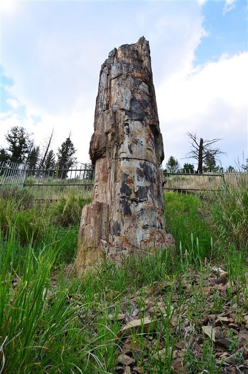 Petrified tree (2)