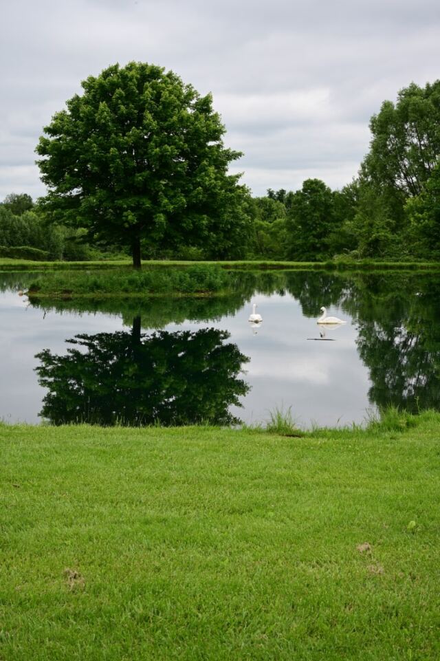 More pond reflections 1