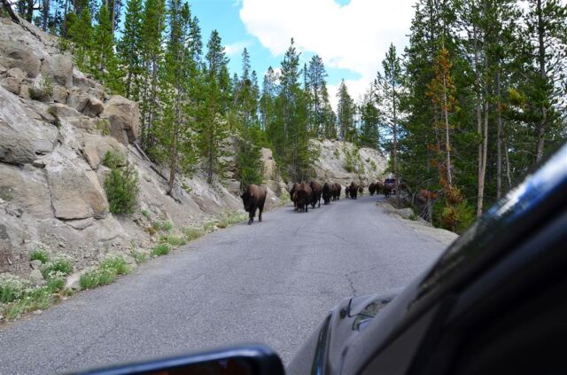 Bison Encounter (5)