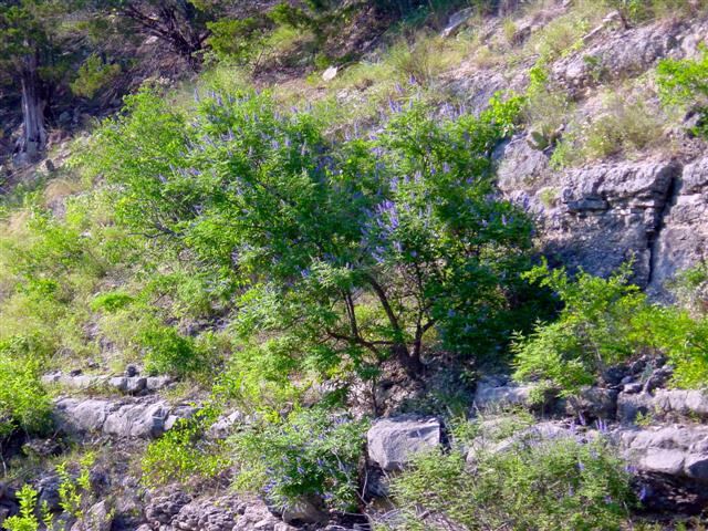 wild-chaste-tree