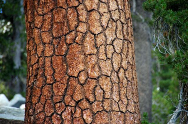 Velvet barked tree
