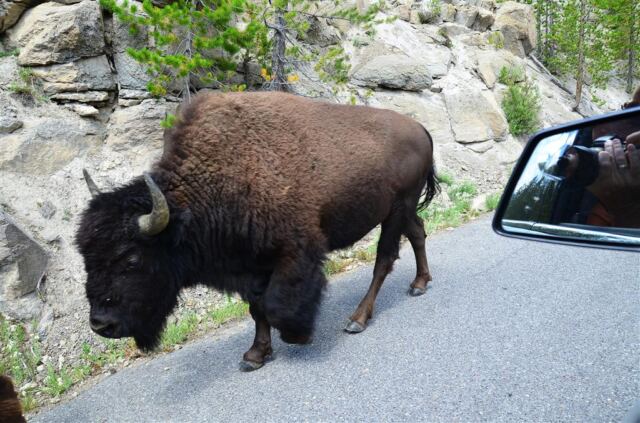 Bison Encounter (12)