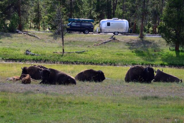 Yellowstone bison in a roadside rest stop (1)