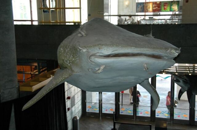 Whale shark display
