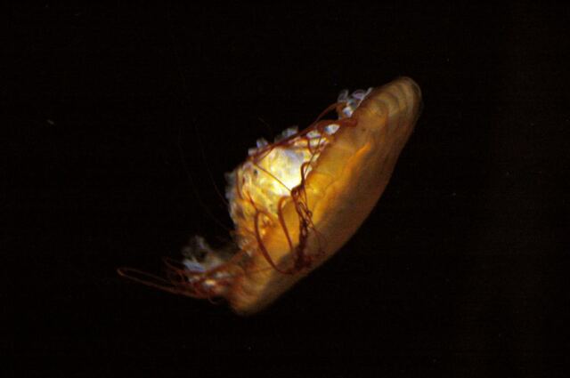 Jellyfish (6)