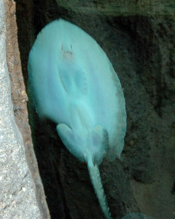 Stingray underbelly
