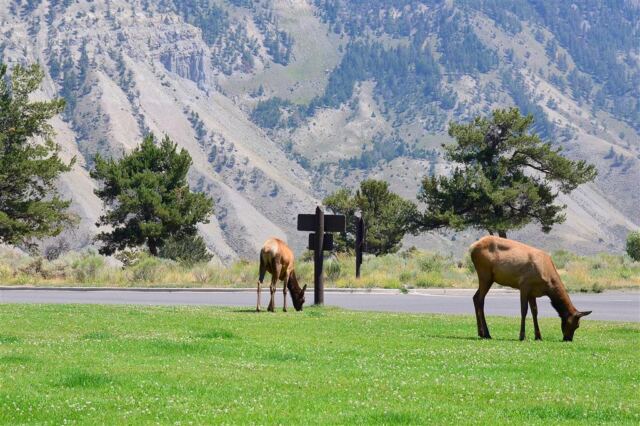 Elk hanging out in 'downtown' Mammoth (2)