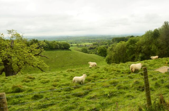 Cotswolds sheep (3)