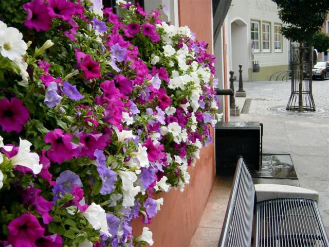 flowers-and-fountain