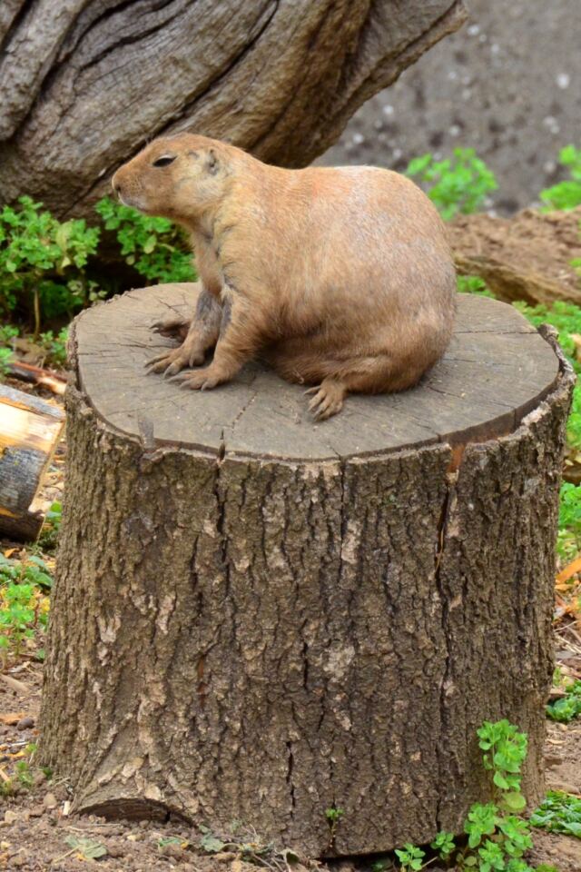 Cotswold Wildlife Park - prairie dogs (1)