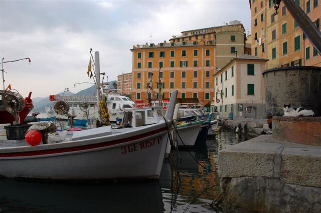 Fishing boats and the ever-present cat