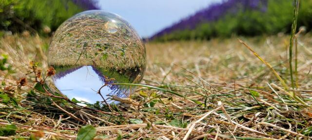 Cotswold Lavender - spherical views (4)